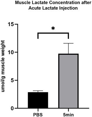 The Role of cAMP-PKA Pathway in Lactate-Induced Intramuscular Triglyceride Accumulation and Mitochondria Content Increase in Mice